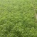 旱伞草风车草基地常年销售各种绿化苗木基地直销