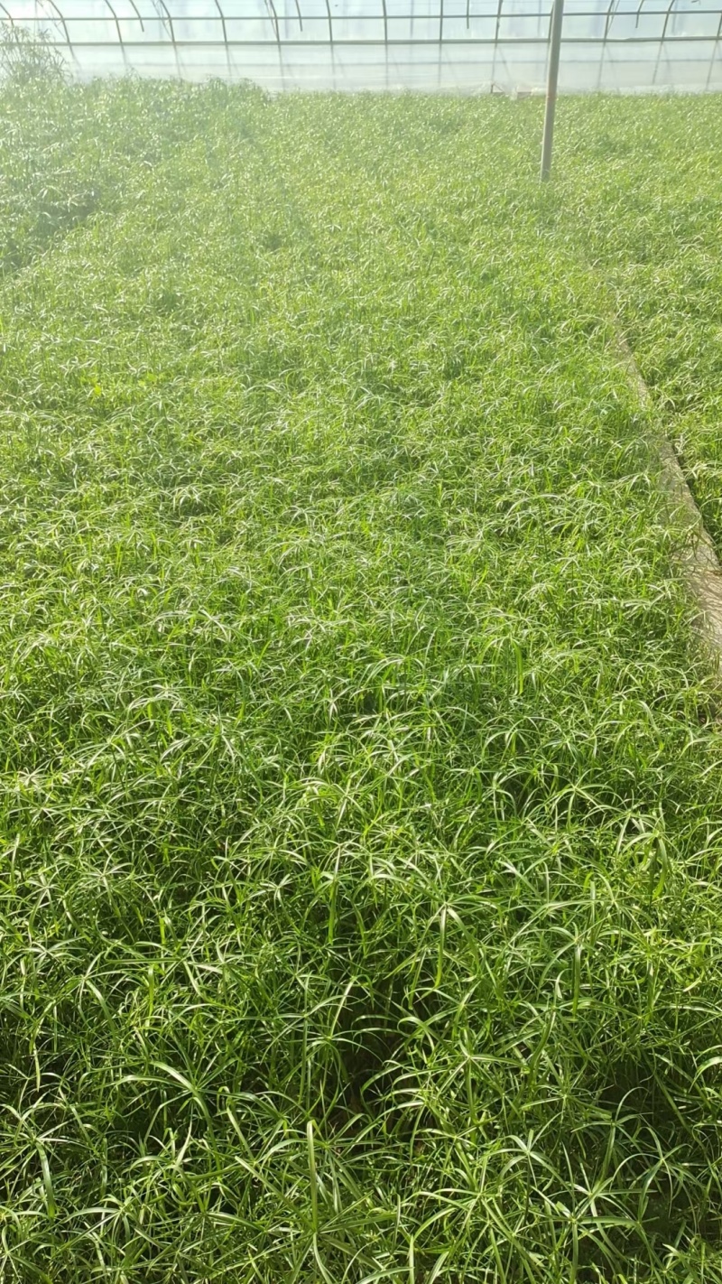 旱伞草风车草基地常年销售各种绿化苗木基地直销