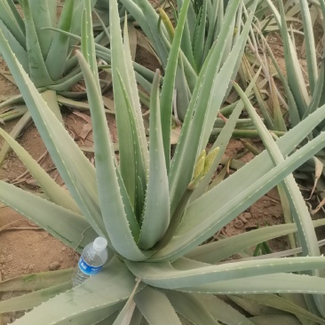 郑州库拉索芦荟种植基地