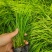 青绿苔草，基地直销，常年供应各种绿化苗。。