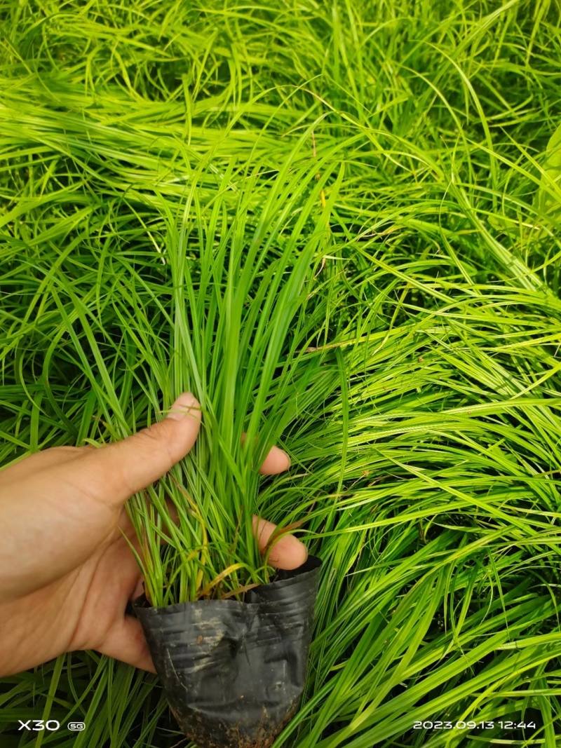 青绿苔草，基地直销，常年供应各种绿化苗。。