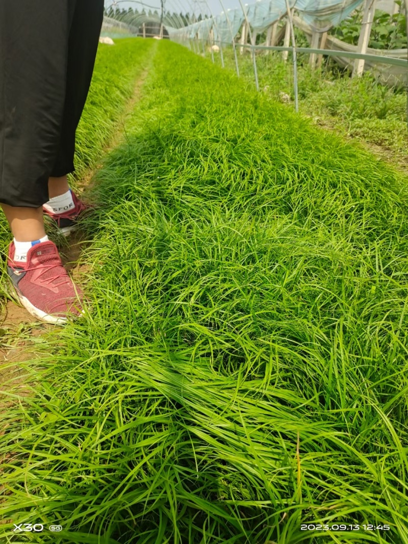 青绿苔草，基地直销，常年供应各种绿化苗。。