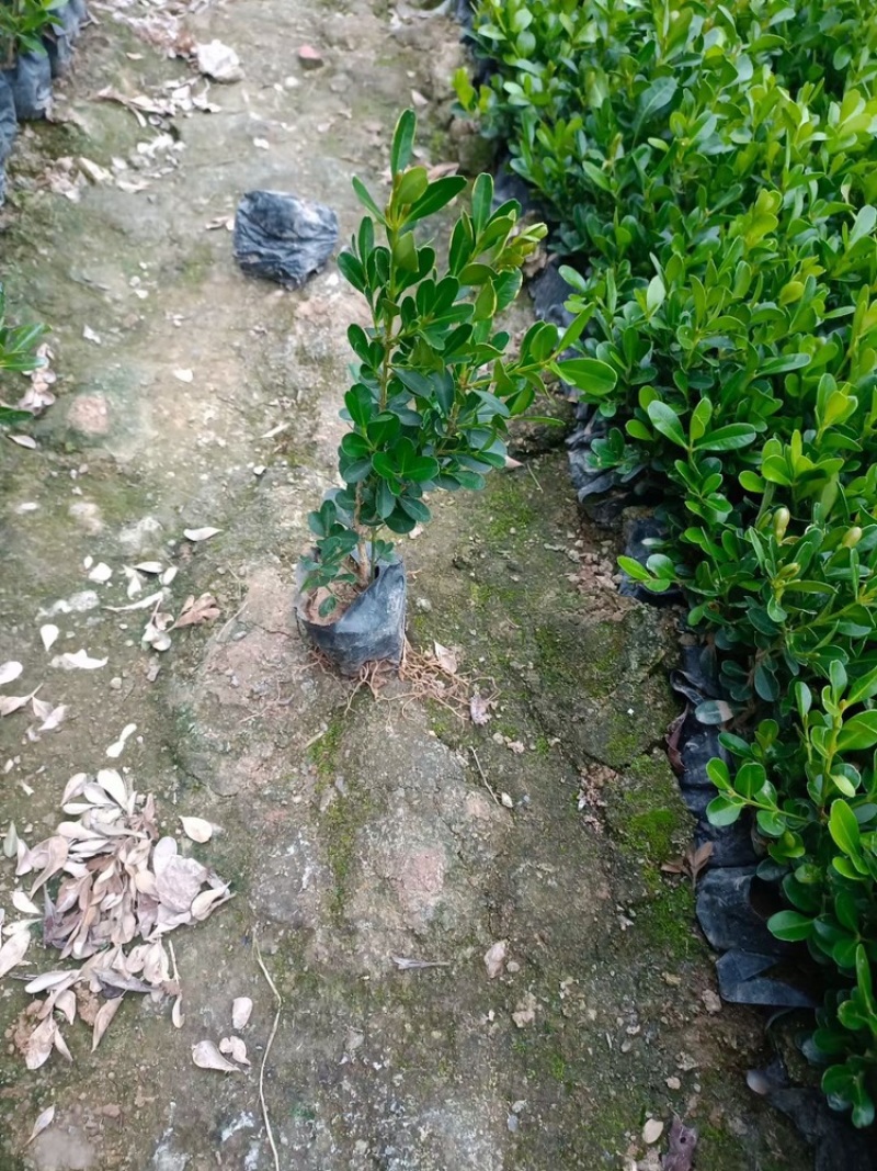 瓜子黄杨小叶黄杨福建漳州基地直销量大从优