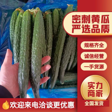 【降价了】夏邑黄瓜蜜刺黄瓜大量上市，商超团购可视频看货