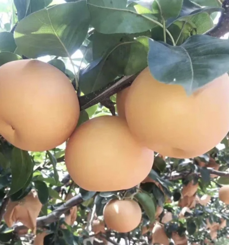 正宗秋月梨苗。代发货。南北方种植成活率高包邮发货