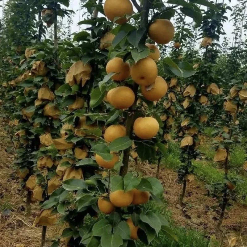 正宗秋月梨苗。代发货。南北方种植成活率高包邮发货