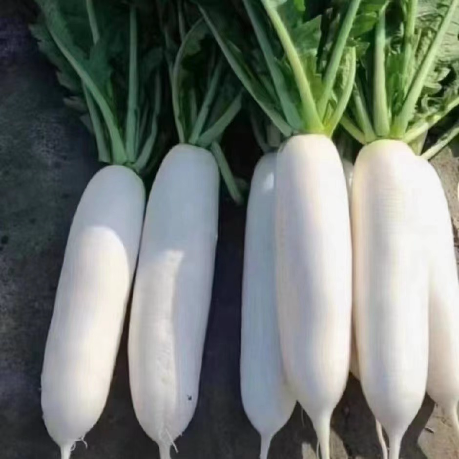 萝卜缨的生长状态与食用方式