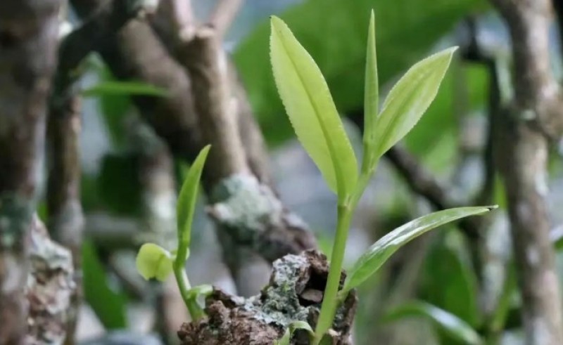 手工制作高山红茶