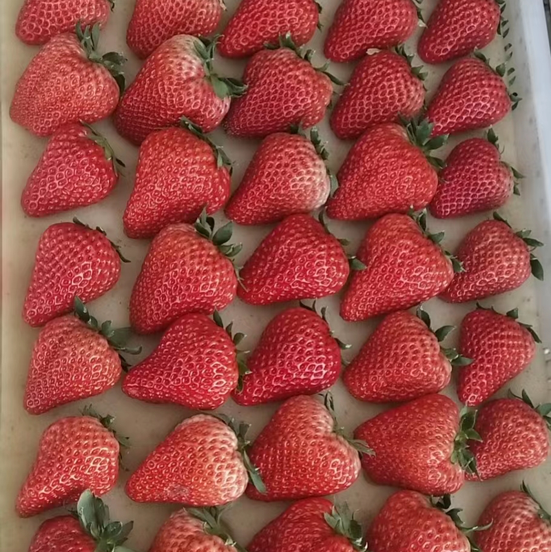 辽宁丹东红颜草莓产地直发质量保证一手货源来电详谈