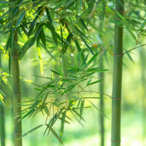 雷竹春笋大量上市，二千多亩基地直销！货源充足品质保优！