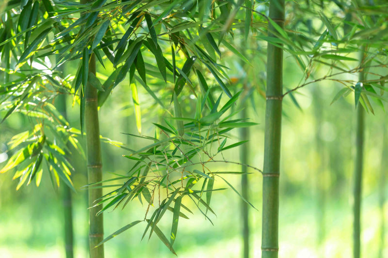 雷竹春笋大量上市，二千多亩基地直销！货源充足品质保优！
