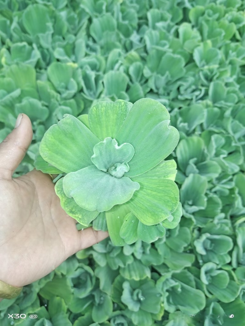 水芙蓉基地常年销售各种绿化苗木基地直销