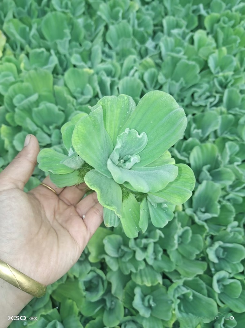 水芙蓉基地常年销售各种绿化苗木基地直销