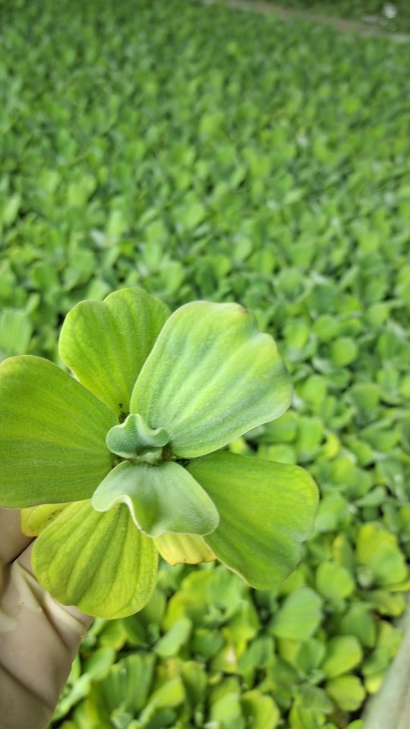 水芙蓉基地常年销售各种绿化苗木基地直销