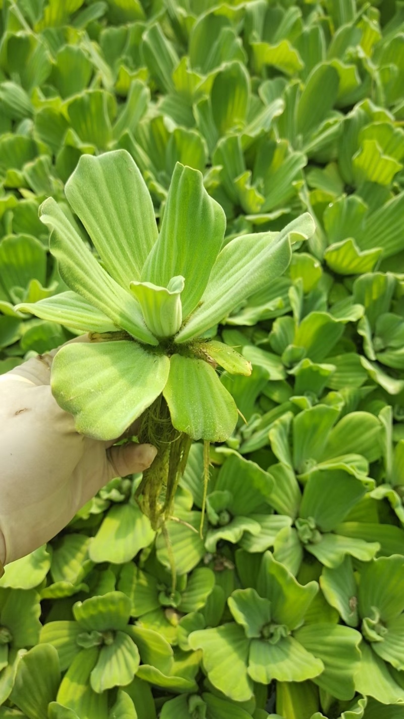 水芙蓉基地常年销售各种绿化苗木基地直销