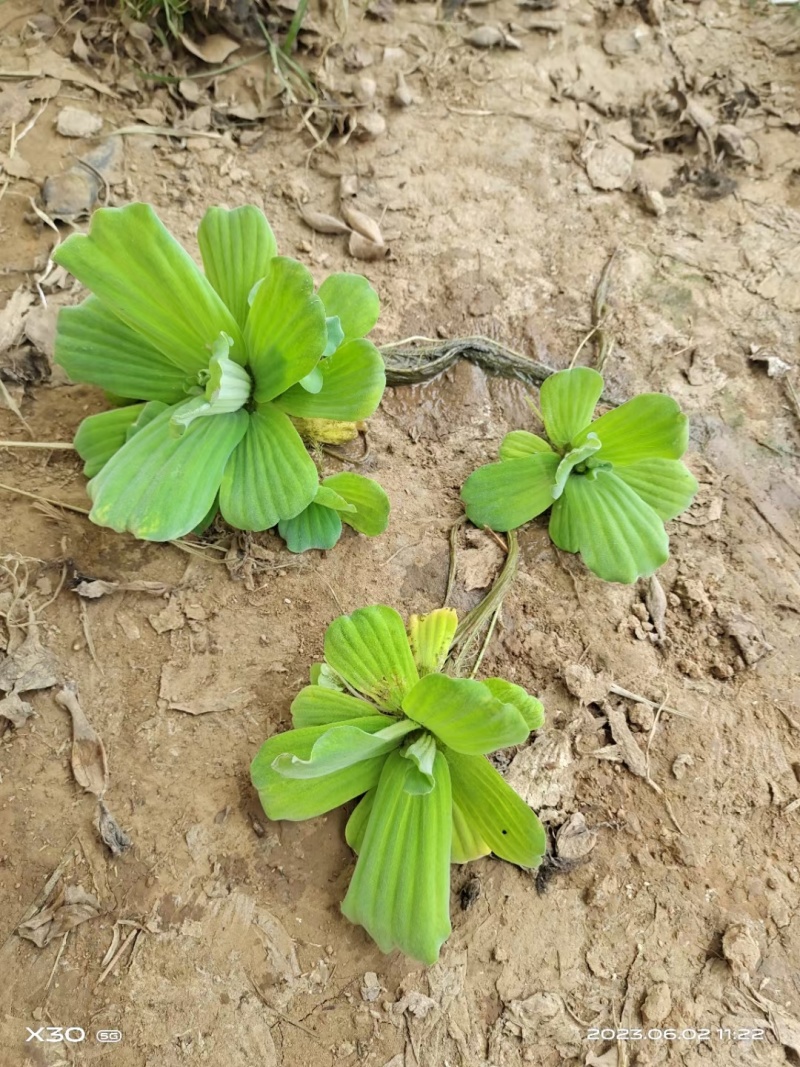 水芙蓉基地常年销售各种绿化苗木基地直销