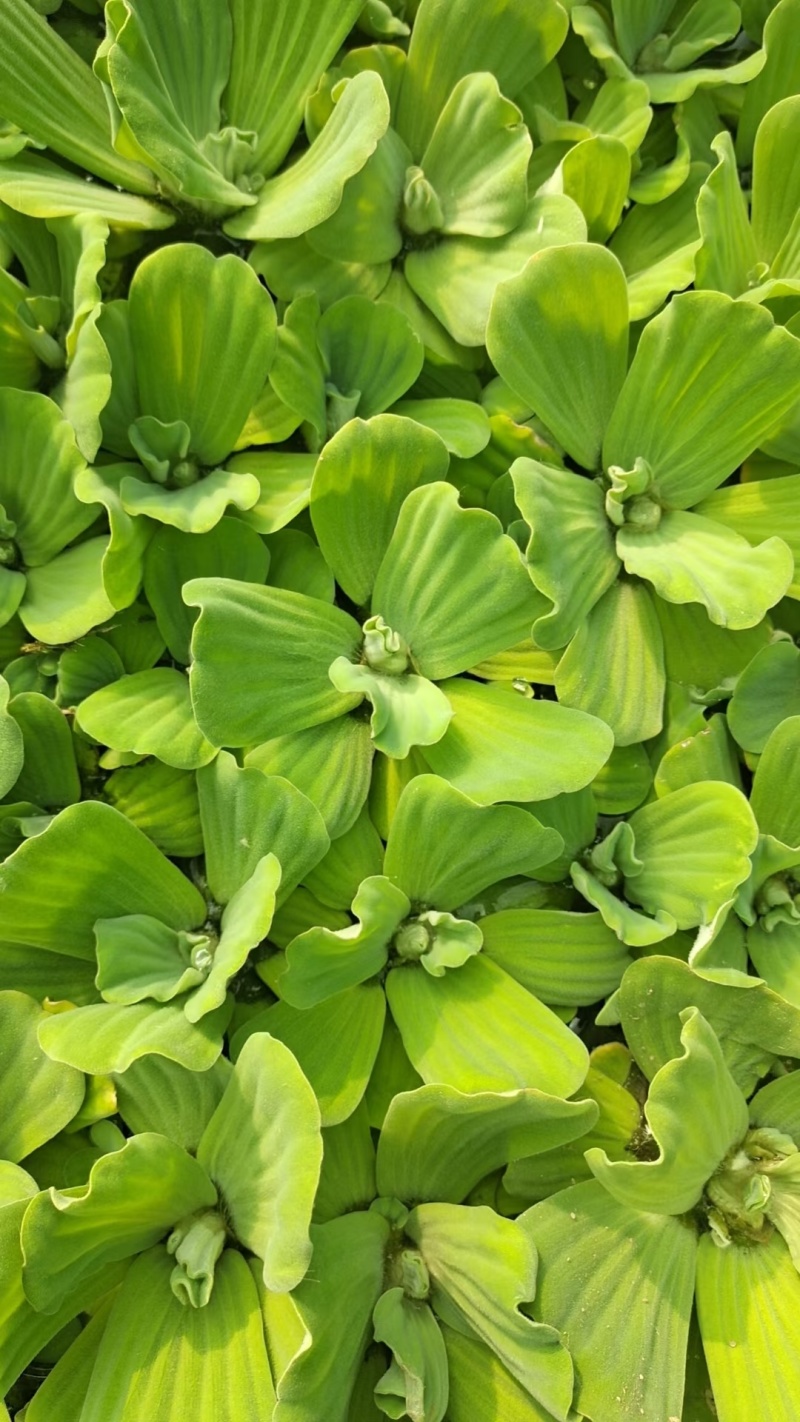 水芙蓉基地常年销售各种绿化苗木基地直销