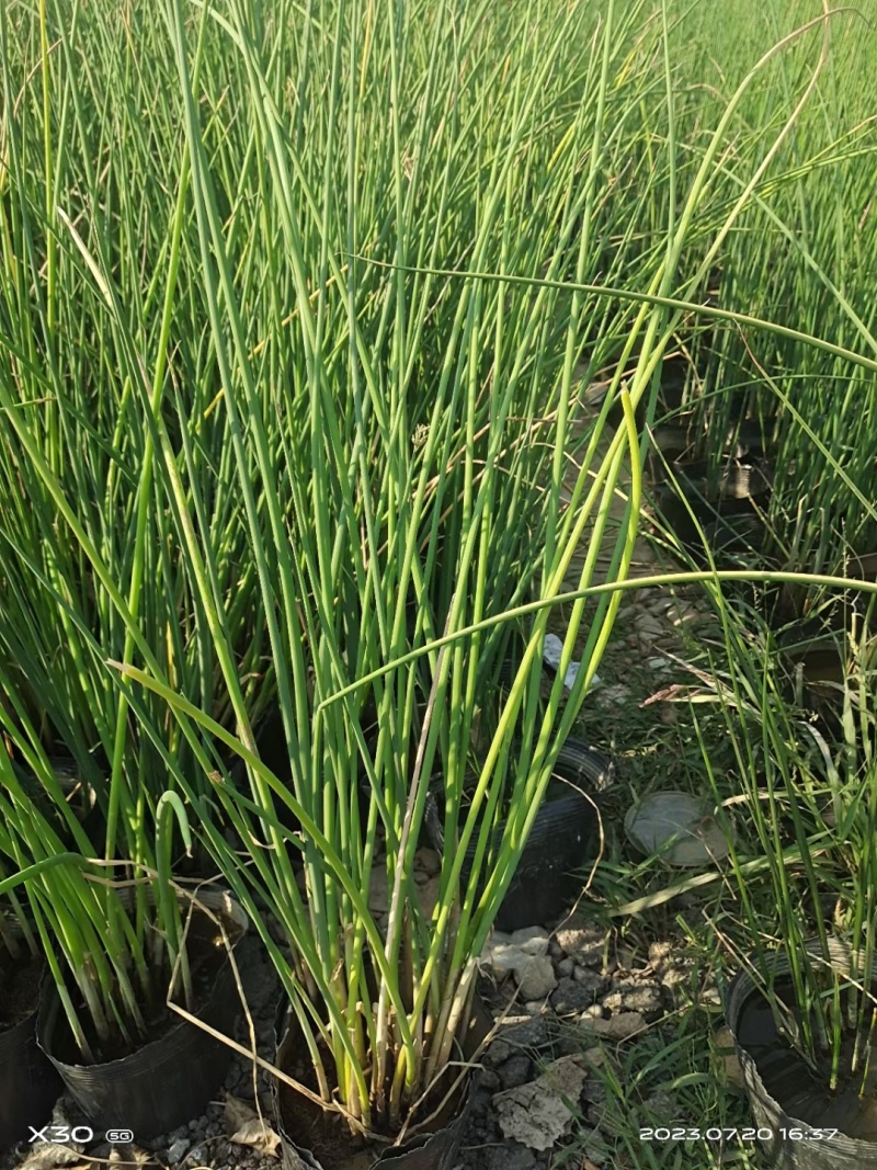 花叶水葱基地常年销售各种绿化苗木基地直销。