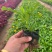 黄金菊木春菊基地直销常年销售各种绿化苗木