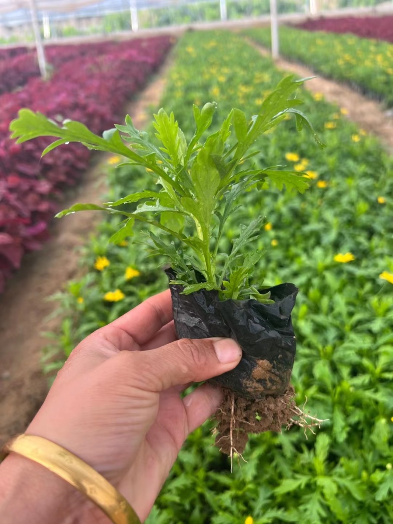 黄金菊木春菊基地直销常年销售各种绿化苗木
