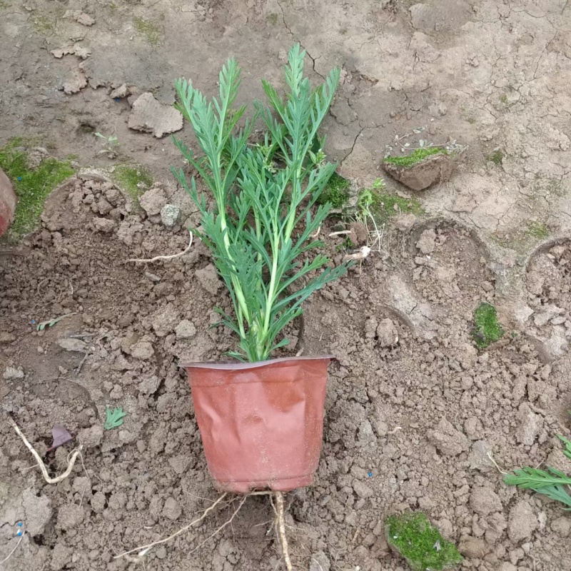 黄金菊木春菊基地直销常年销售各种绿化苗木
