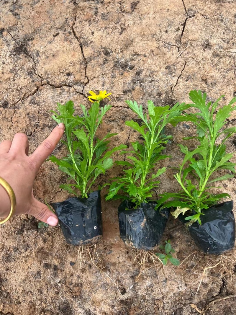 黄金菊木春菊基地直销常年销售各种绿化苗木