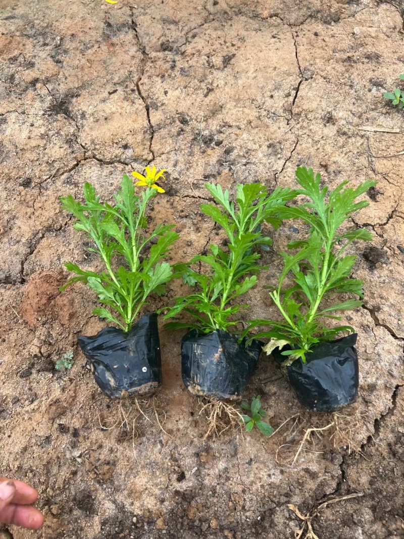 黄金菊木春菊基地直销常年销售各种绿化苗木