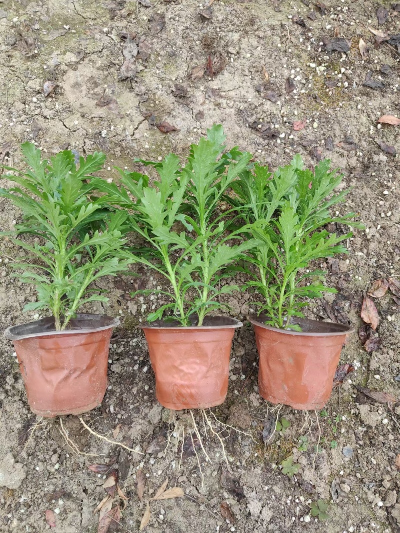 黄金菊木春菊基地直销常年销售各种绿化苗木