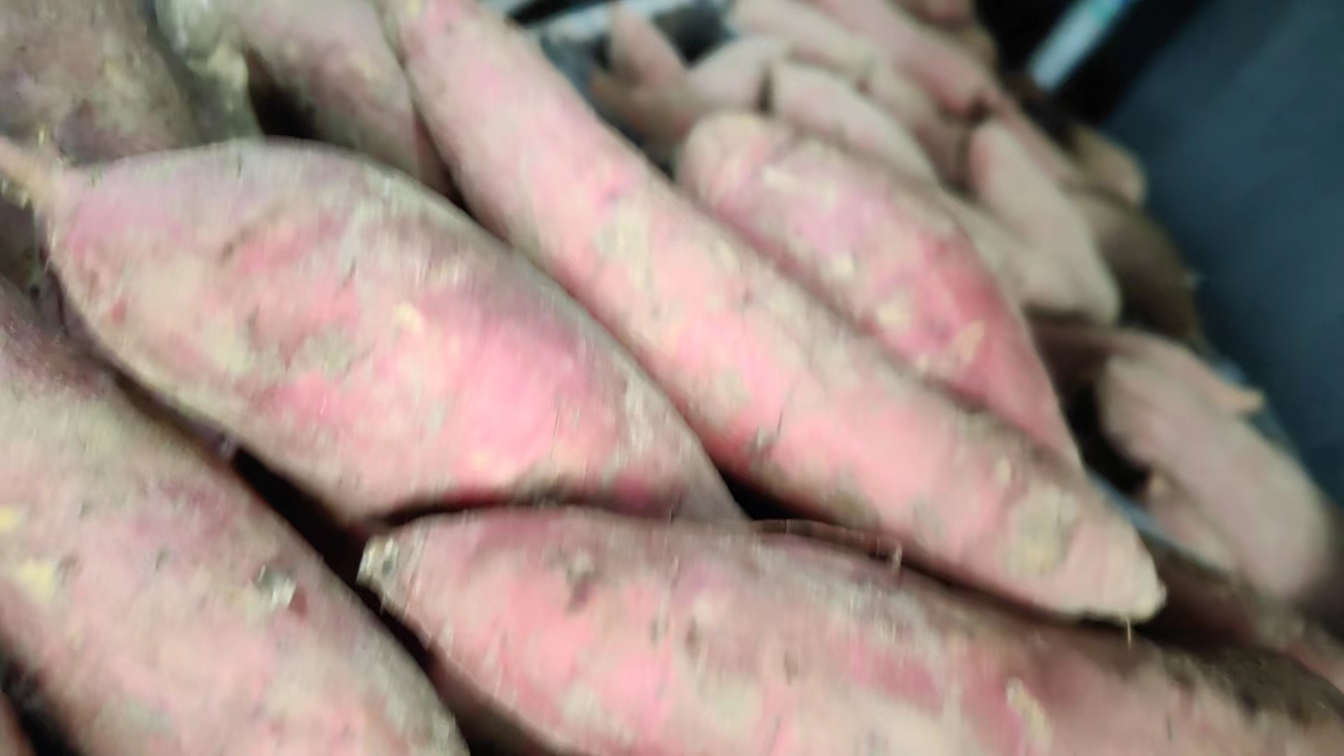 红薯皮特写展示其纹理和颜色 红薯皮特写