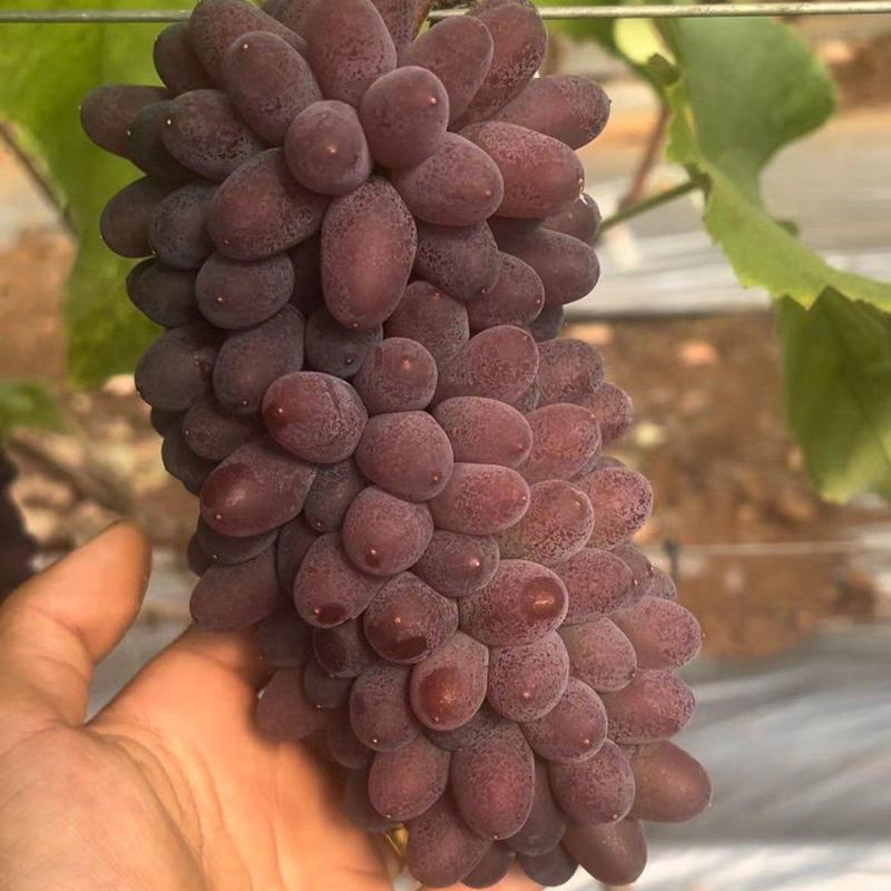 精品茉莉香葡萄大量上市产地直发对接全国市场