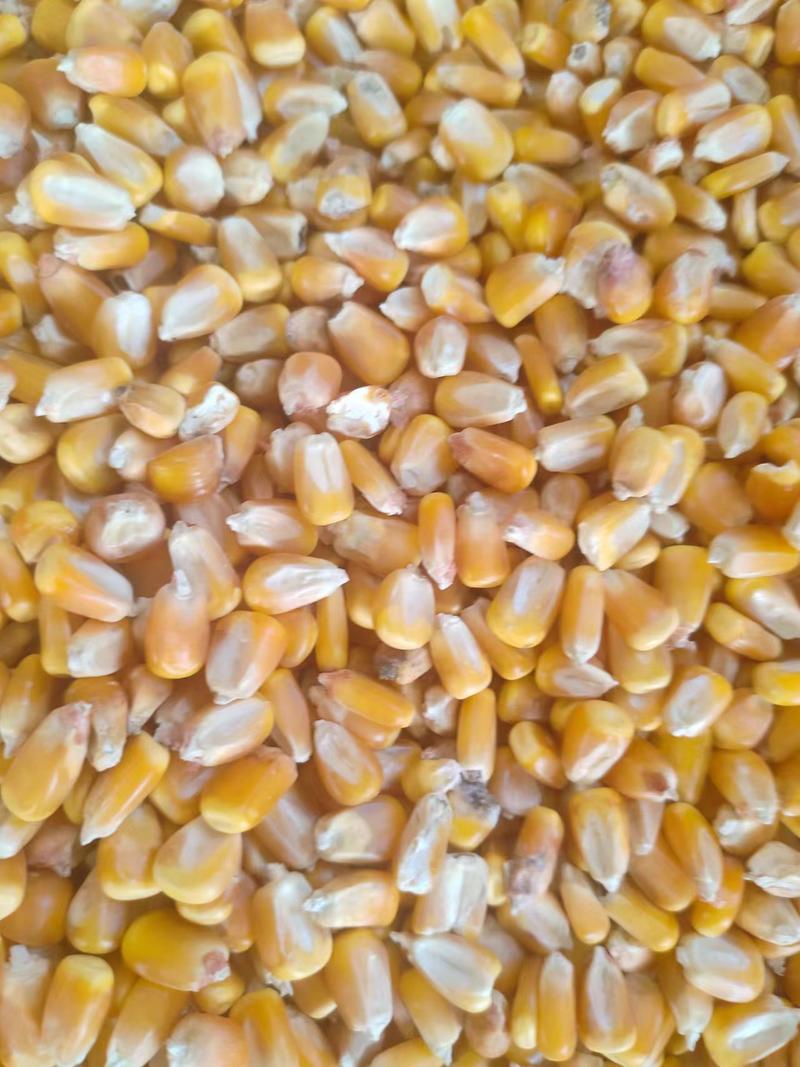 精品玉米玉米粒黄玉米一手货源厂家直销