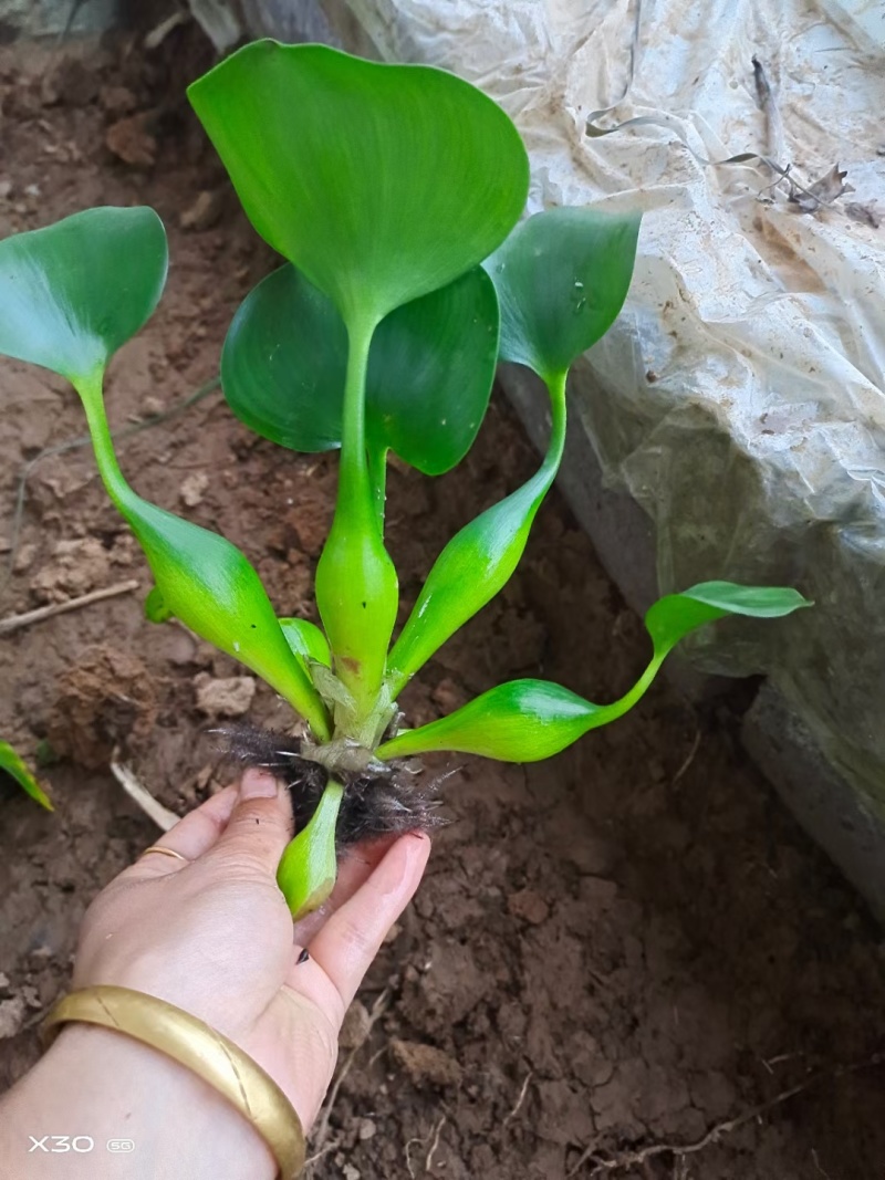 水葫芦凤眼基地直销，常年销售各种绿化苗木