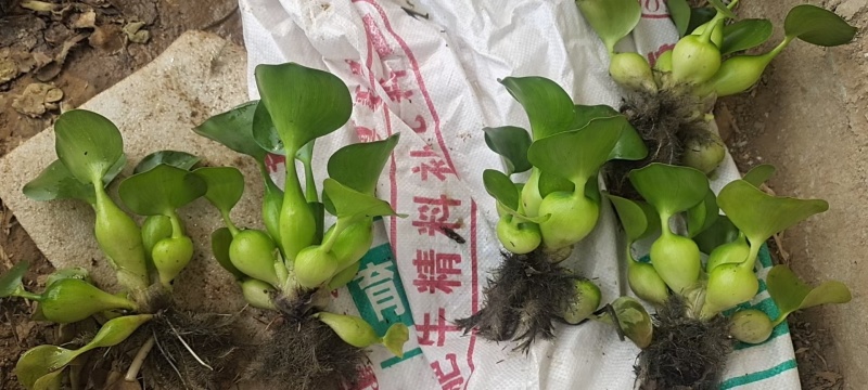 水葫芦凤眼基地直销，常年销售各种绿化苗木