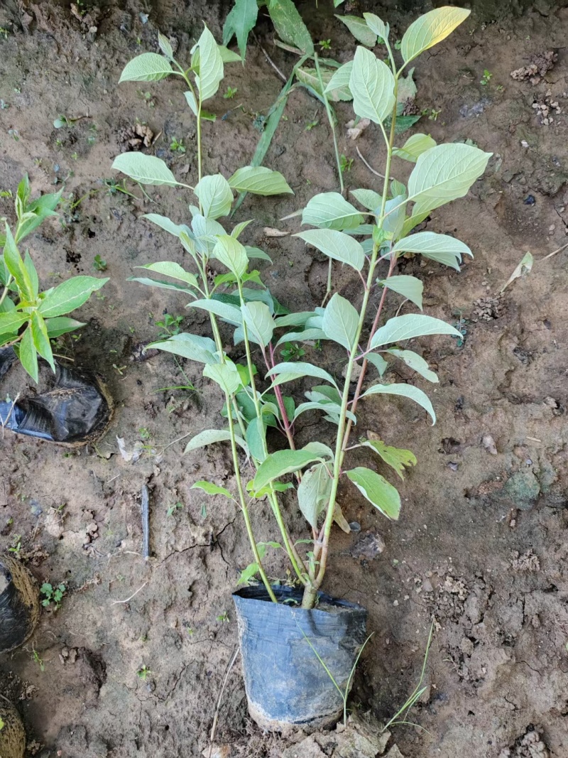红瑞木，基地直销，红润木，常年销售各种绿化苗木。