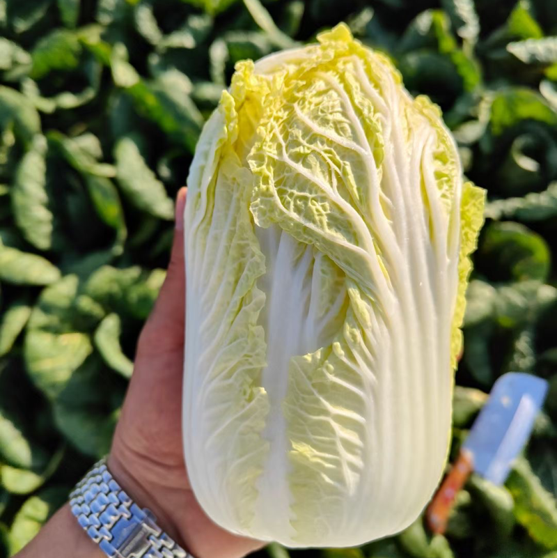 云南高山娃娃菜无虫无花无烧心全国发货诚信供应