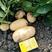精品黄心土豆大量上市品质保证一手货源产地直发