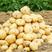精品黄心土豆大量上市品质保证一手货源产地直发