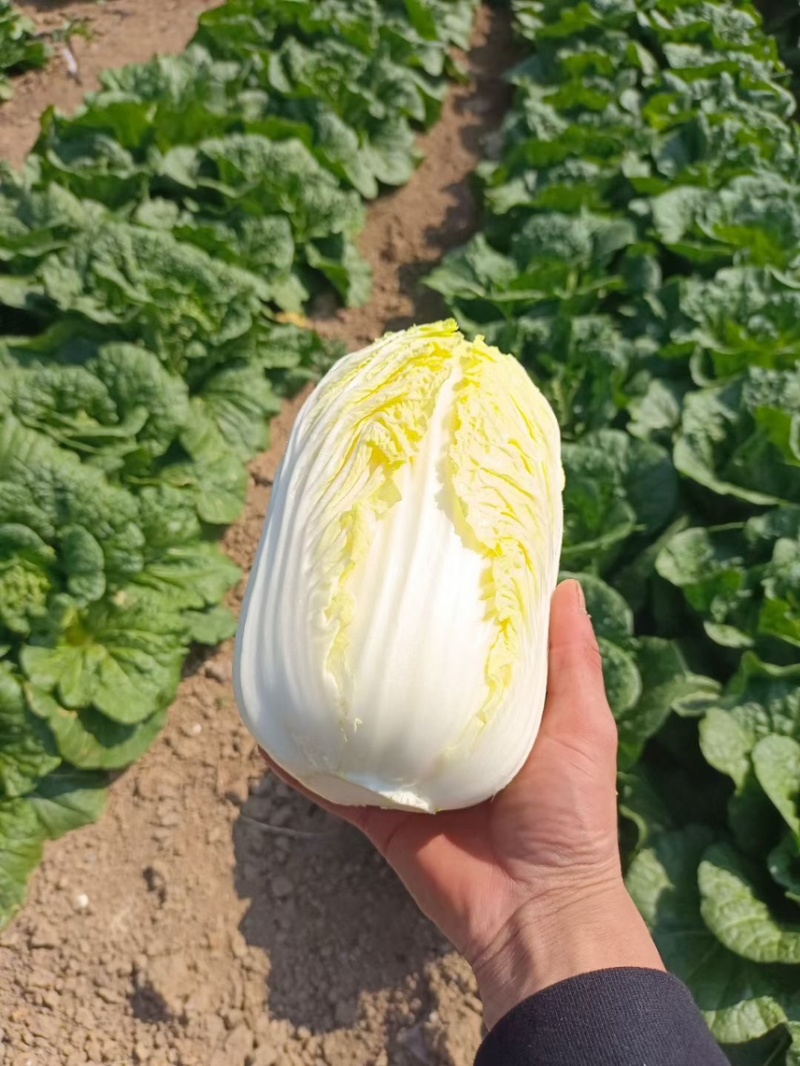 云南高山娃娃菜无虫无花无烧心全国发货诚信供应