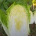云南高山娃娃菜无虫无花无烧心全国发货诚信供应