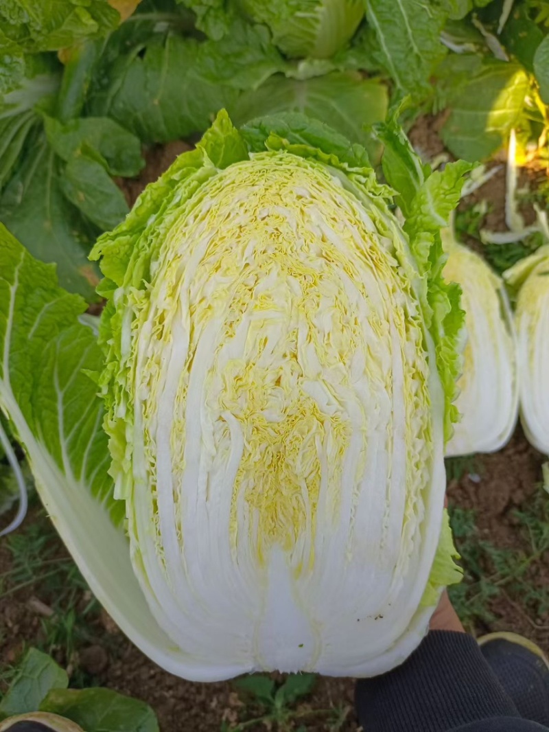 云南高山娃娃菜无虫无花无烧心全国发货诚信供应