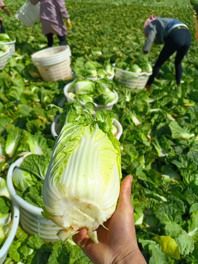 云南高山娃娃菜无虫无花无烧心全国发货诚信供应