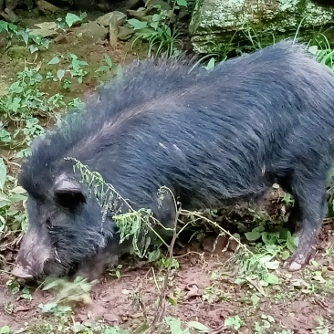 尼泊尔香猪