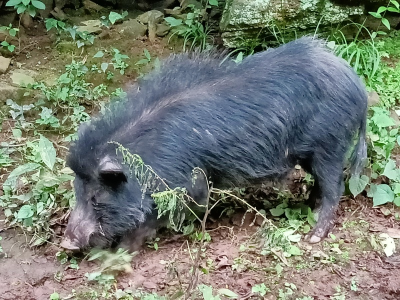 尼泊尔香猪