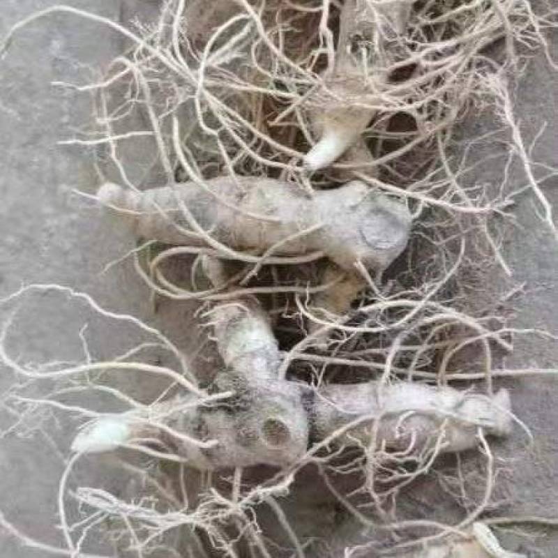 正品黄精块茎苗，黄精种苗量大从优商超品质欢迎洽谈