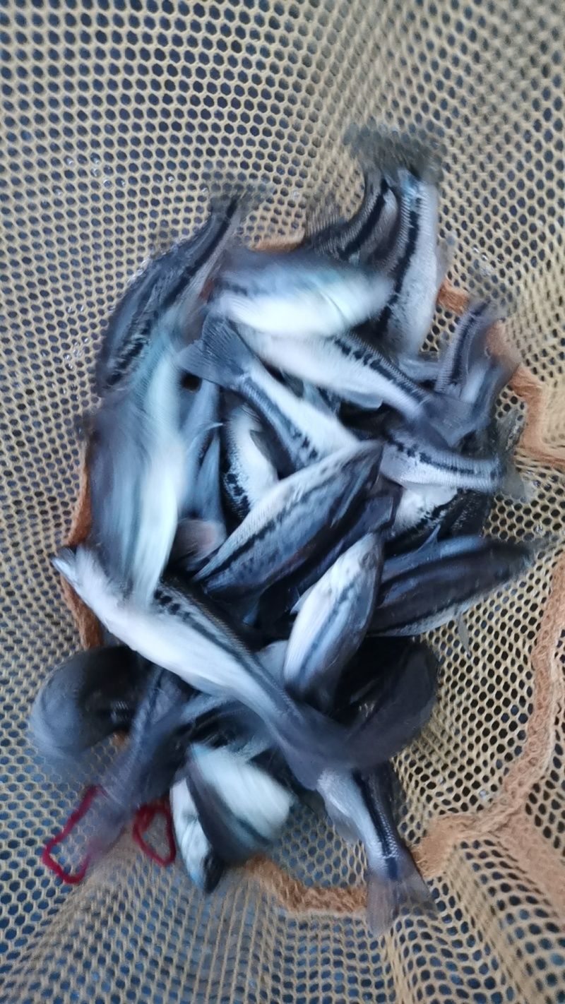 鲈鱼苗优鲈3号规格整齐带苗种检测报告，可查质量好无病毒