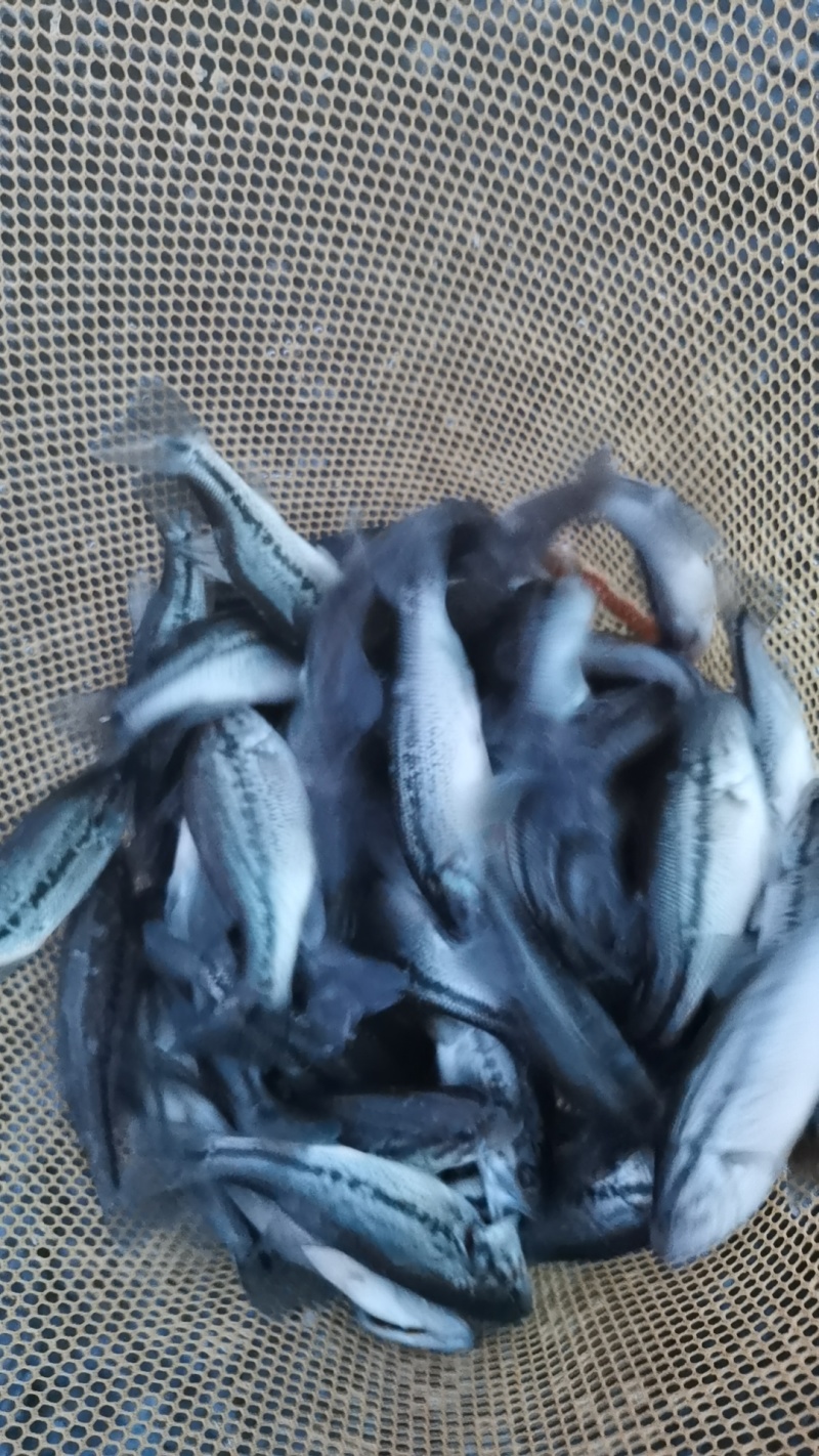 鲈鱼苗优鲈3号规格整齐带苗种检测报告，可查质量好无病毒