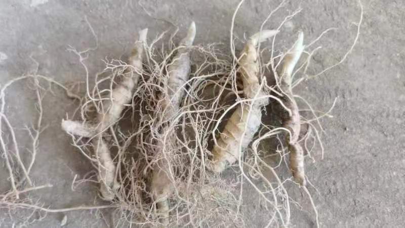 正品黄精块茎苗，黄精种苗量大从优商超品质欢迎洽谈