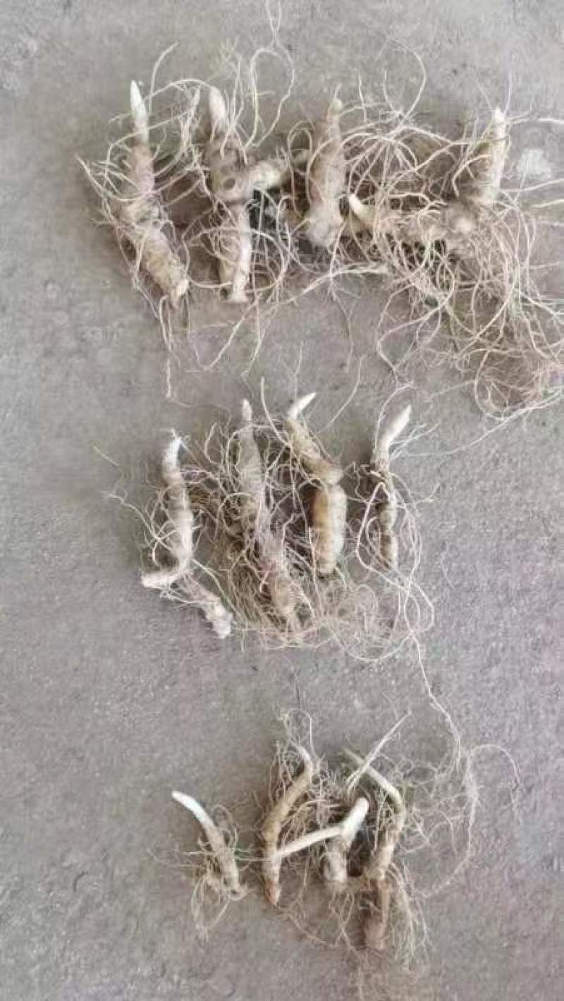 正品黄精块茎苗，黄精种苗量大从优商超品质欢迎洽谈