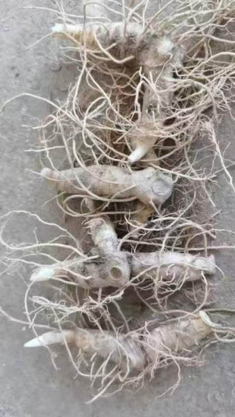 正品黄精块茎苗，黄精种苗量大从优商超品质欢迎洽谈
