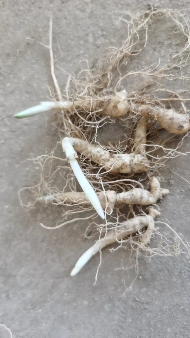 正品黄精块茎苗，黄精种苗量大从优商超品质欢迎洽谈